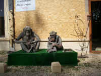 Socrate le BonoBo et Marie la BonoBelle