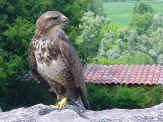 faucon