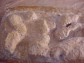 moule-latex