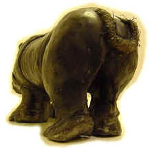 Rhinoc�ros
