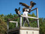 le Rocher des Aigles