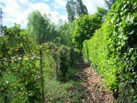 chemin d'acc�s � la Dordogne
