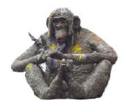 Socrate le Bonobo